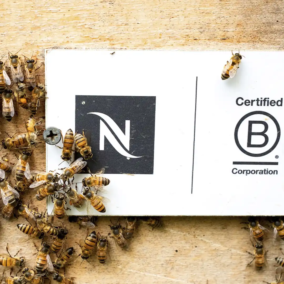 Honeybees cluster around a Nespresso N logo plaque beside a Certified B Corporation mark